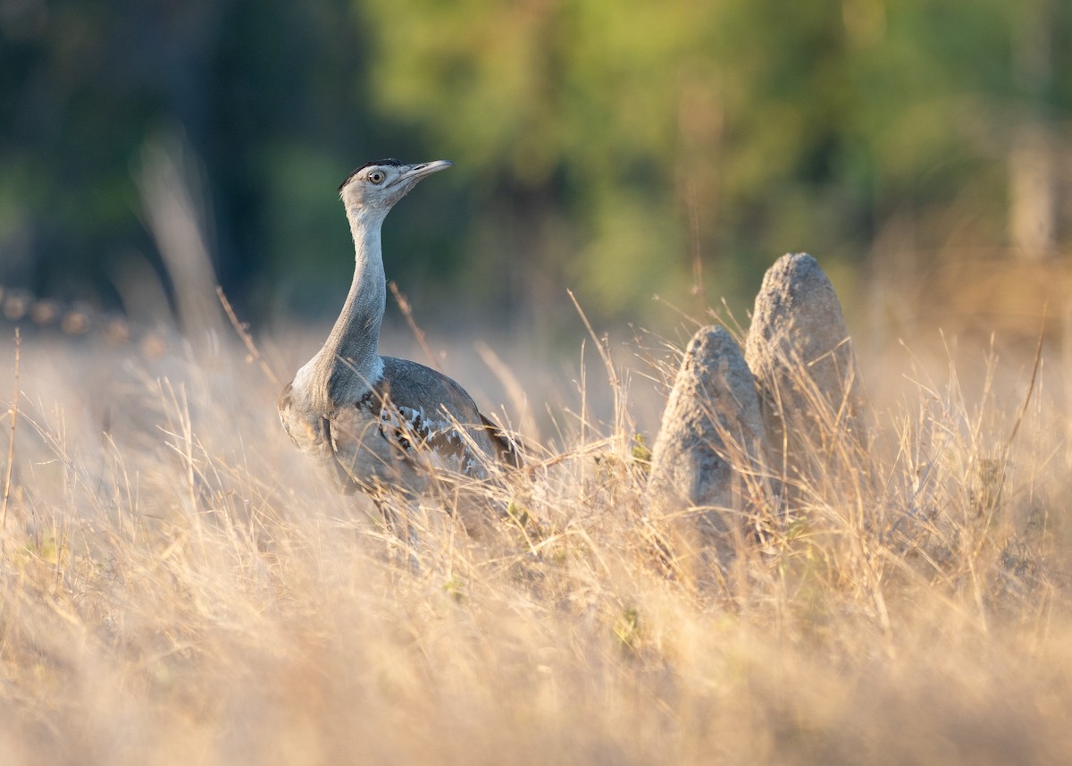 Australian Bustard - ML647270060