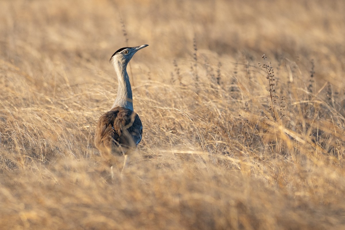 Australian Bustard - ML647270061