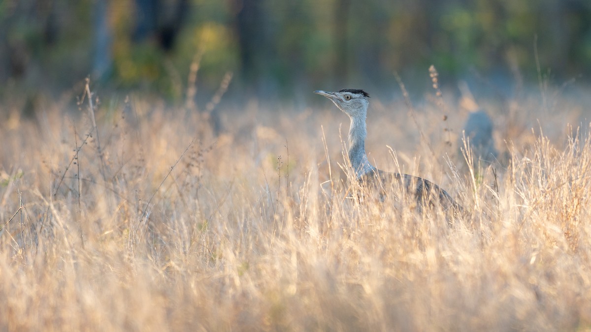 Australian Bustard - ML647270062