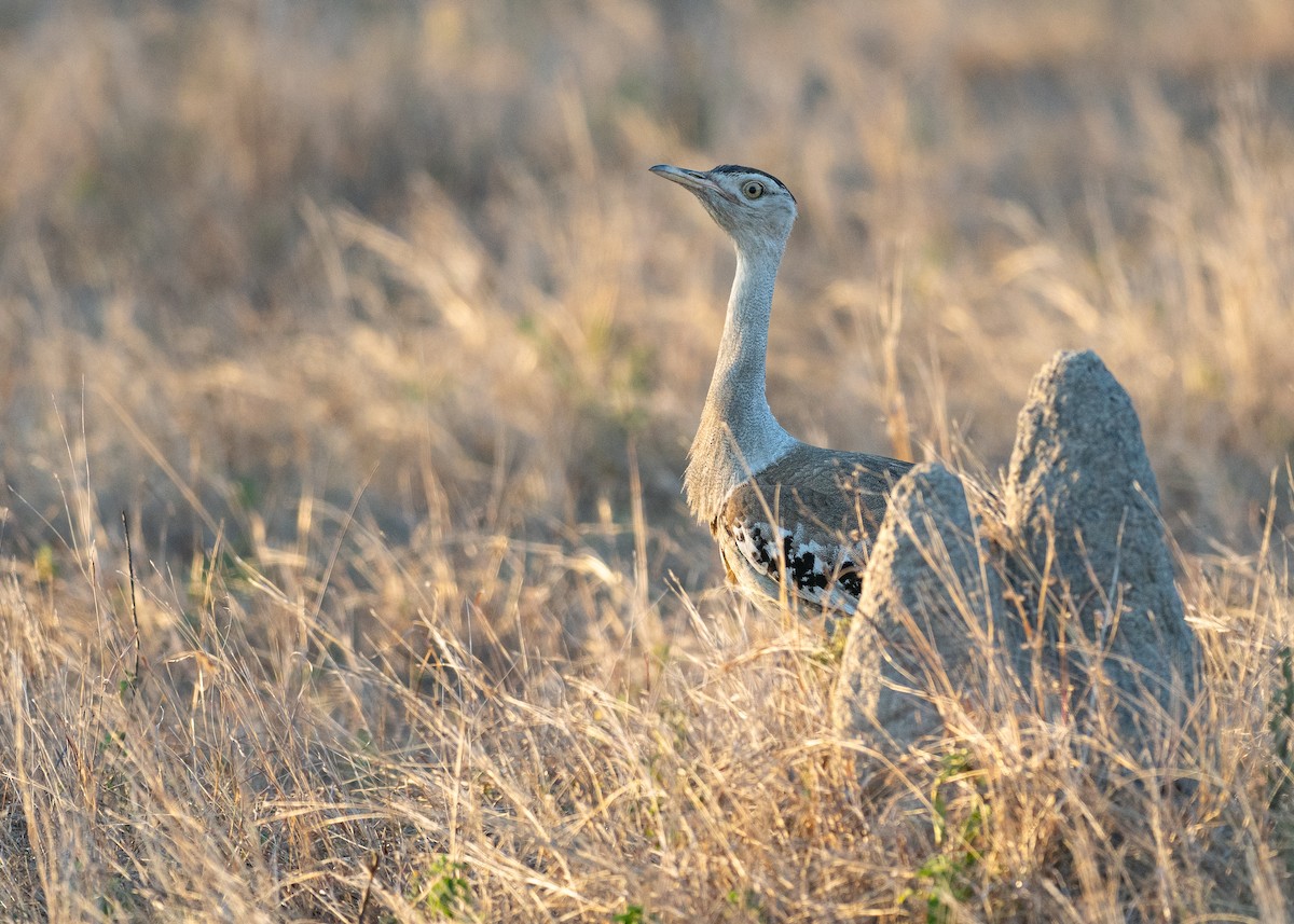 Australian Bustard - ML647270066