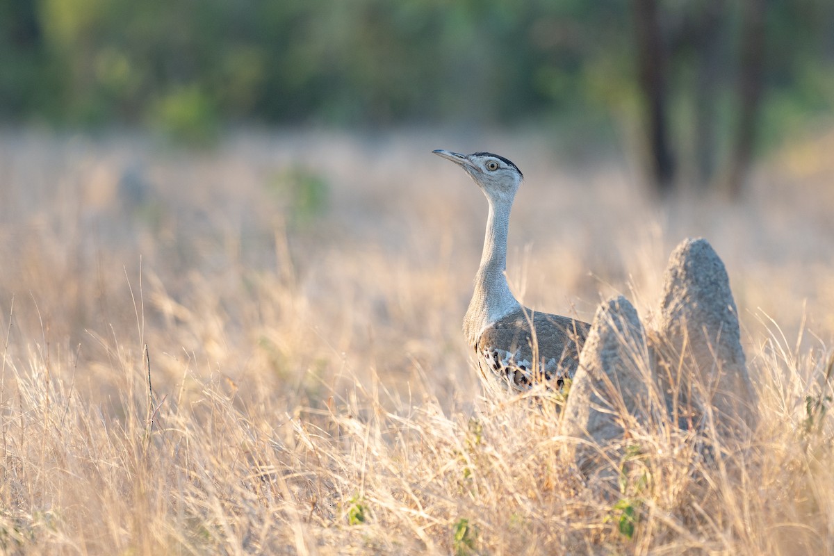 Australian Bustard - ML647270067