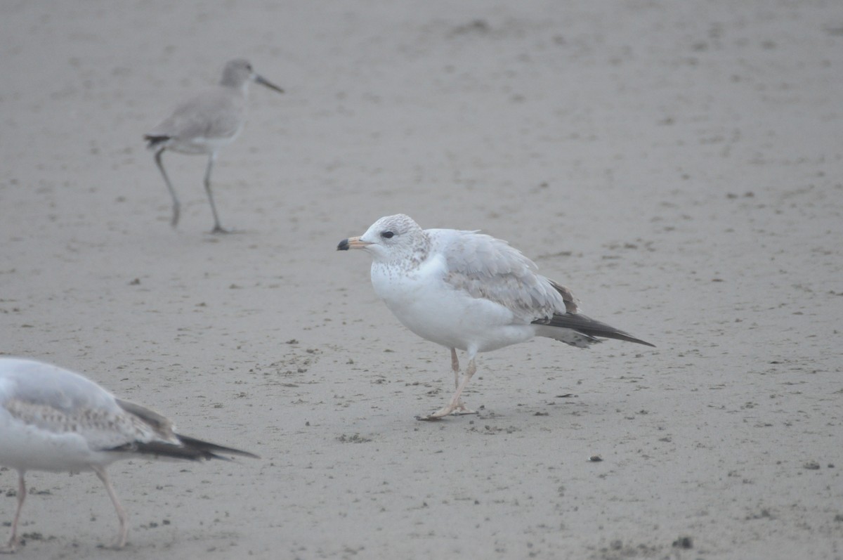 Делавэрская чайка - ML647270069