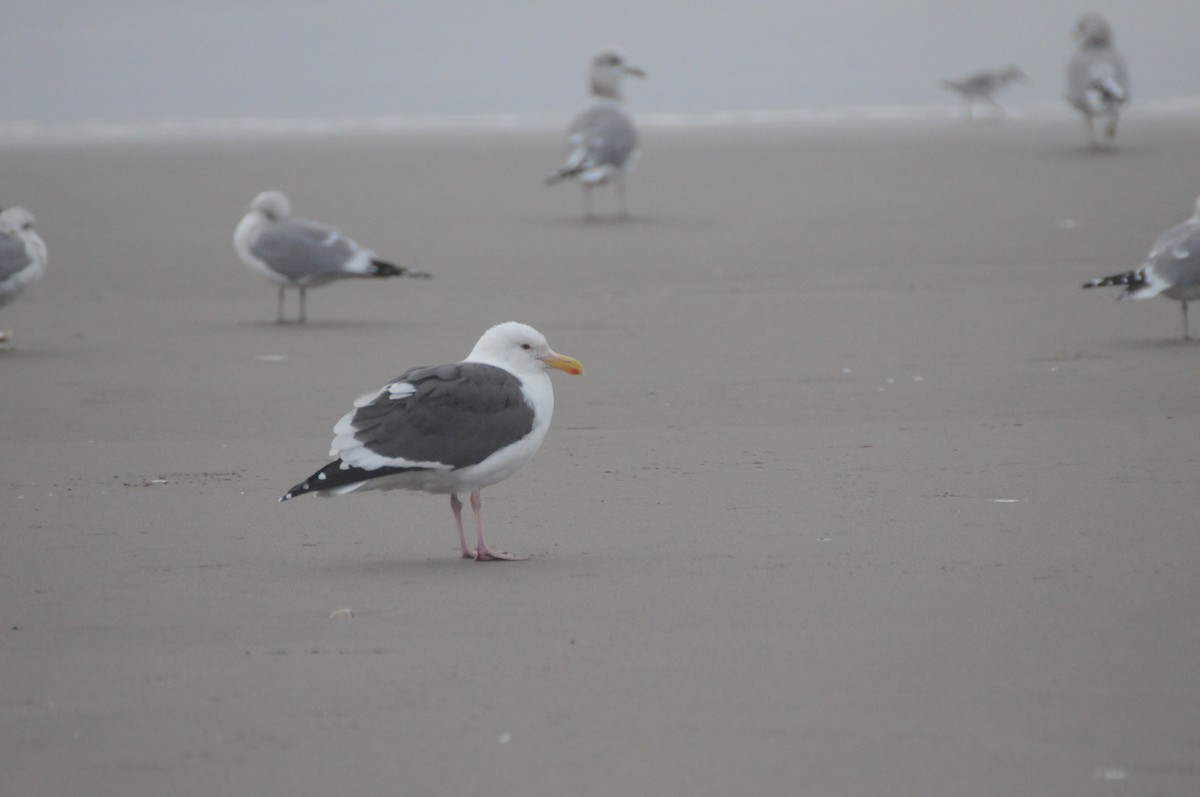 Западная чайка - ML647270076