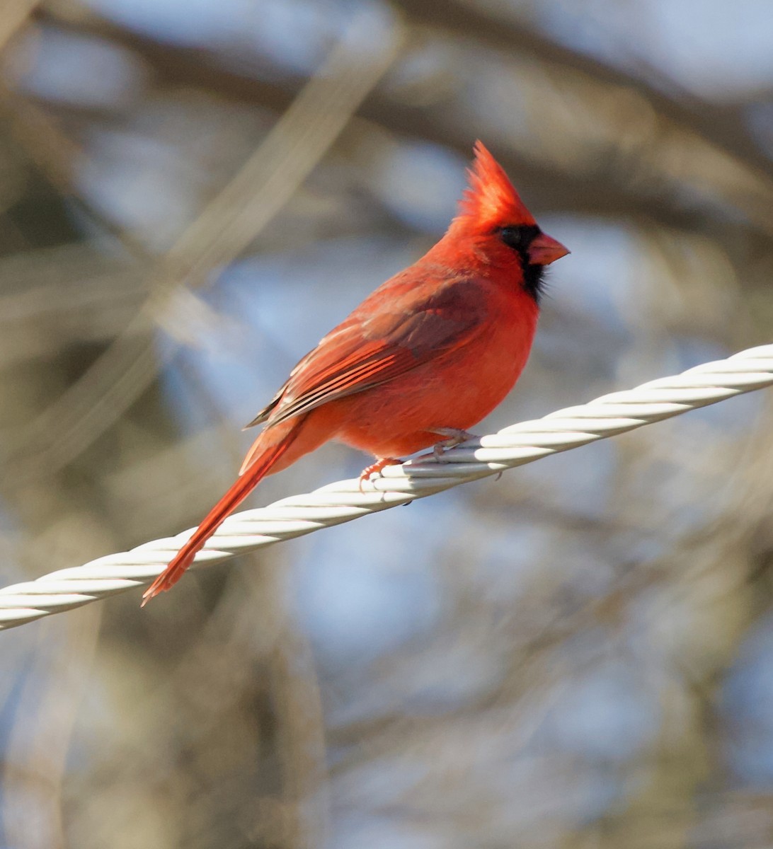 Кардинал червоний - ML647270080