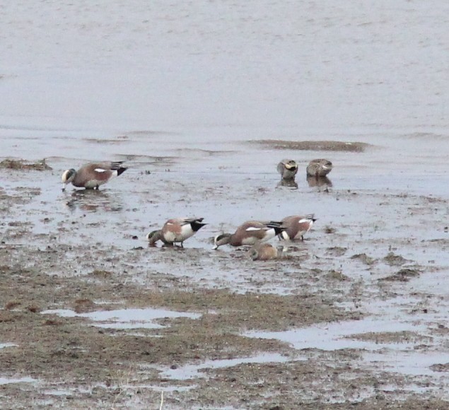 hvízdák americký - ML647270086