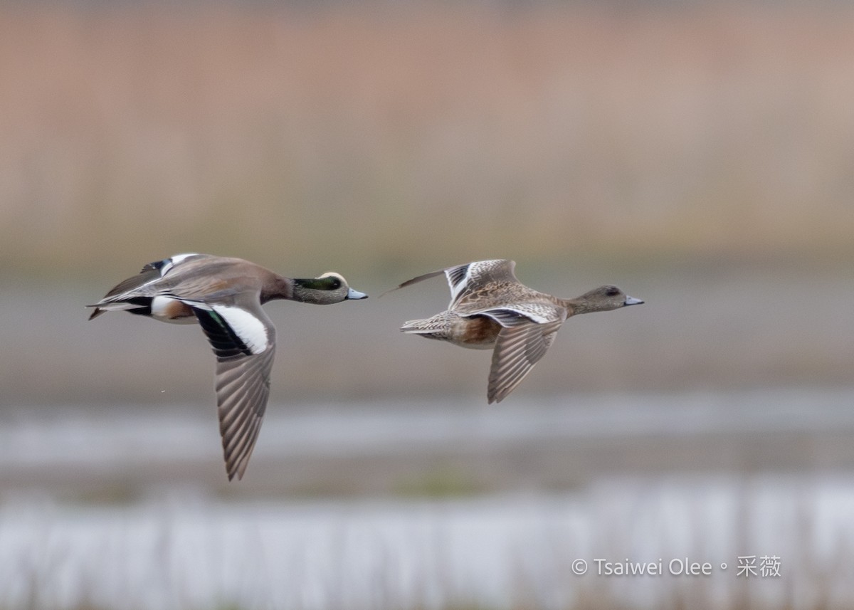 hvízdák americký - ML647270093