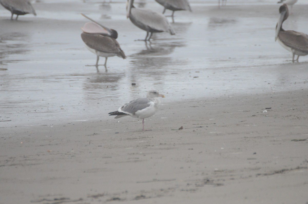 Серокрылая чайка - ML647270094