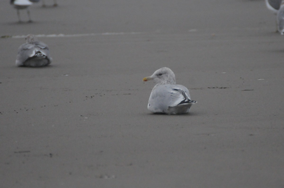 Полярная чайка - ML647270099