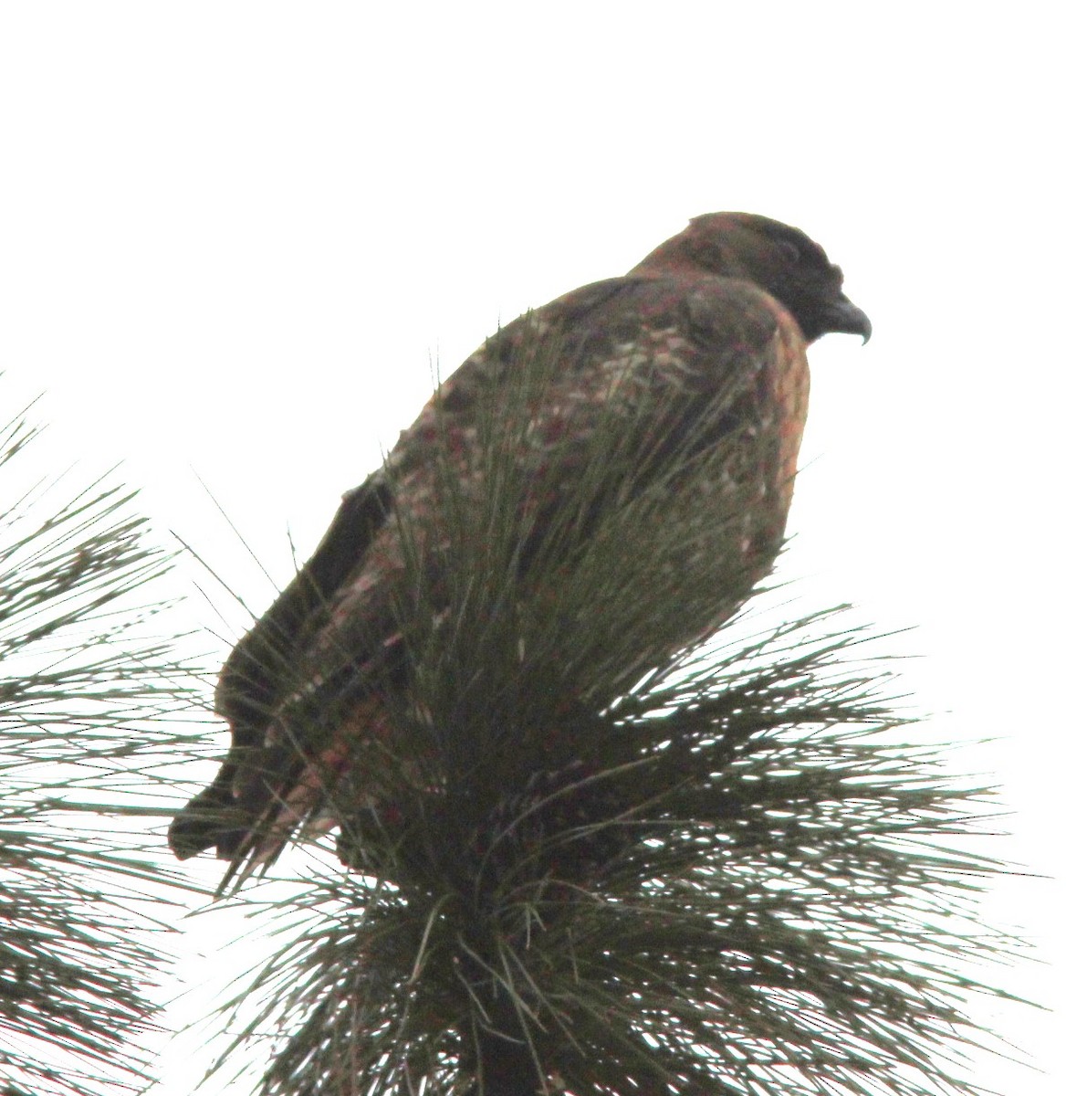 Red-tailed Hawk (calurus/alascensis) - ML647270103