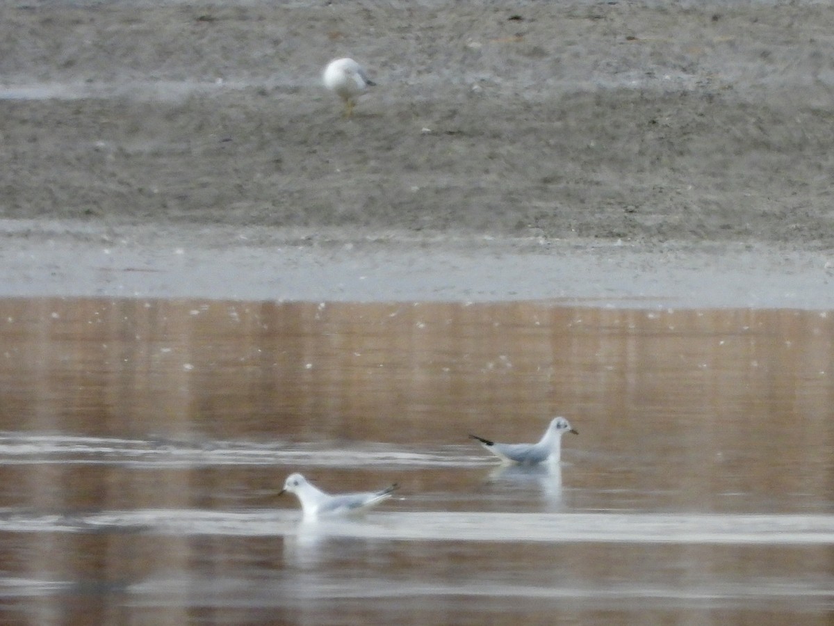 Bonaparte's Gull - ML647270104