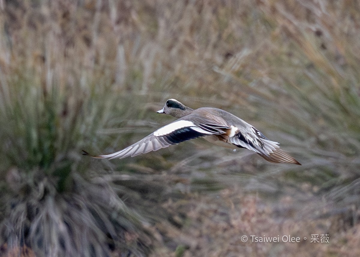 hvízdák americký - ML647270107