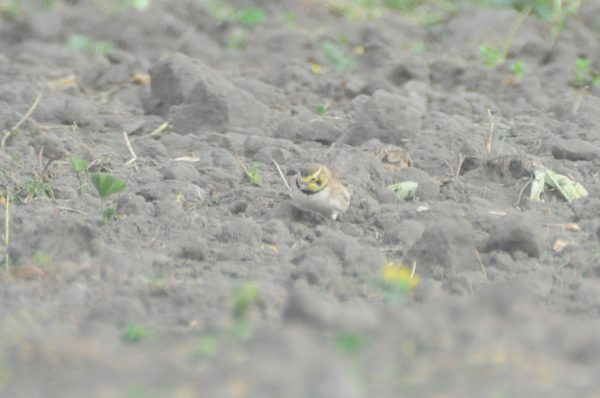 Рогатый жаворонок - ML647270109