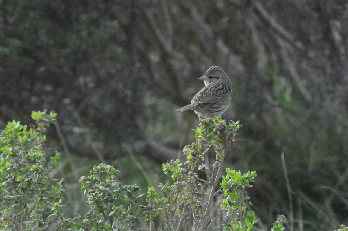 Lincoln's Sparrow - ML647270116