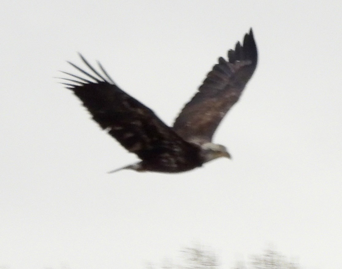 Bald Eagle - ML647270117
