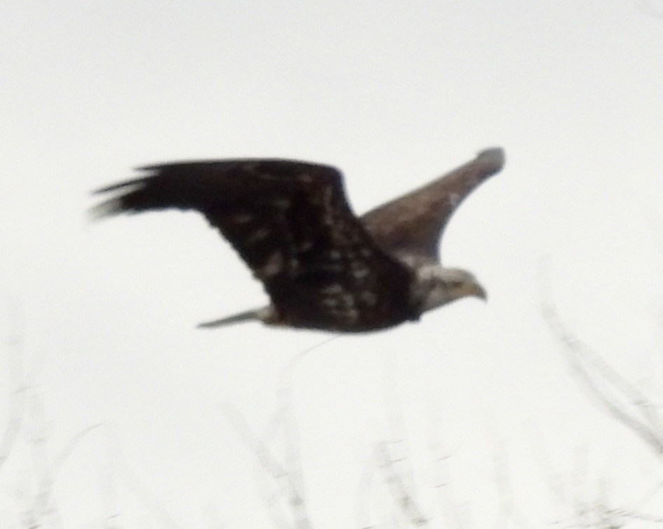 Bald Eagle - ML647270118
