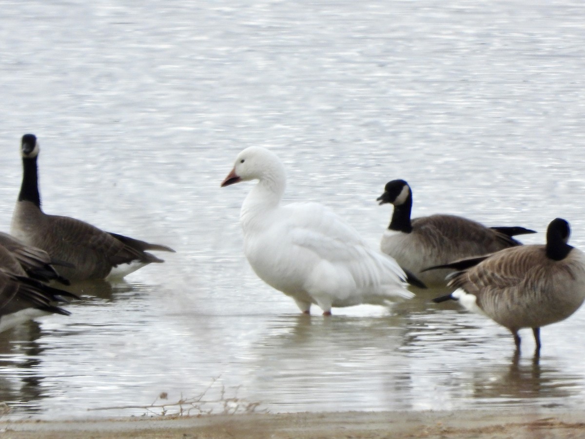 Snow Goose - ML647270119