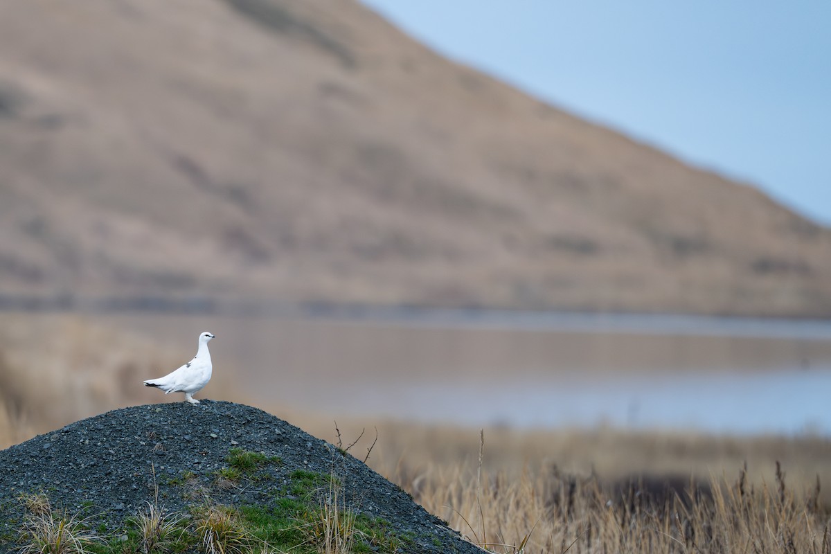 Тундровая куропатка - ML647270121