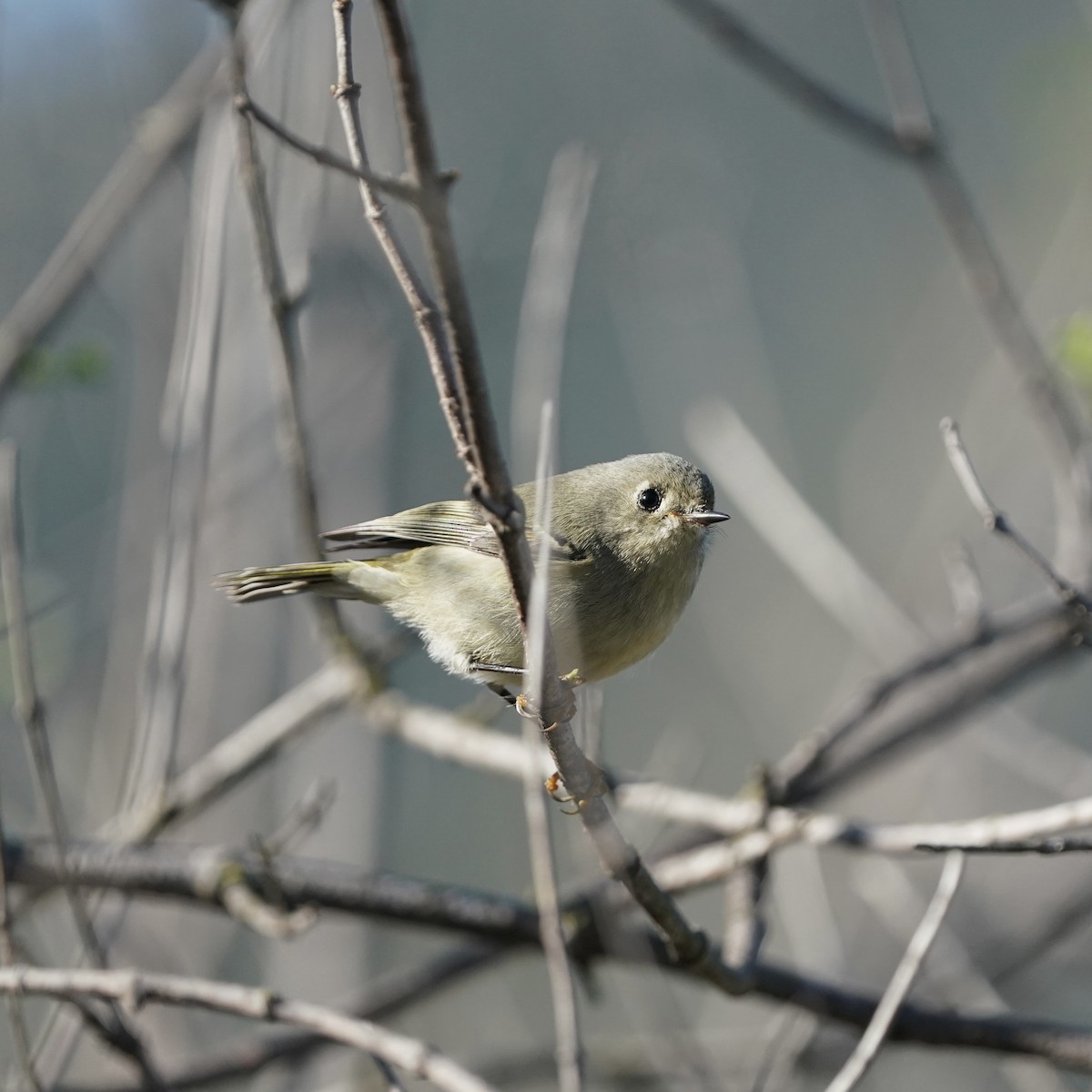 Ruby-crowned Kinglet - ML647270122