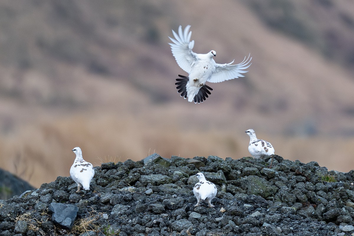 Тундровая куропатка - ML647270127