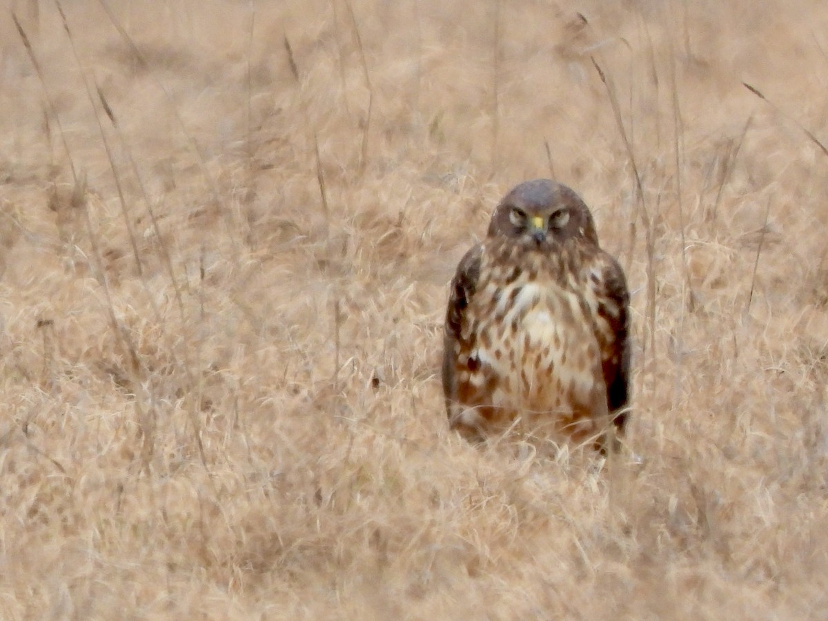 Лунь американський - ML647270129