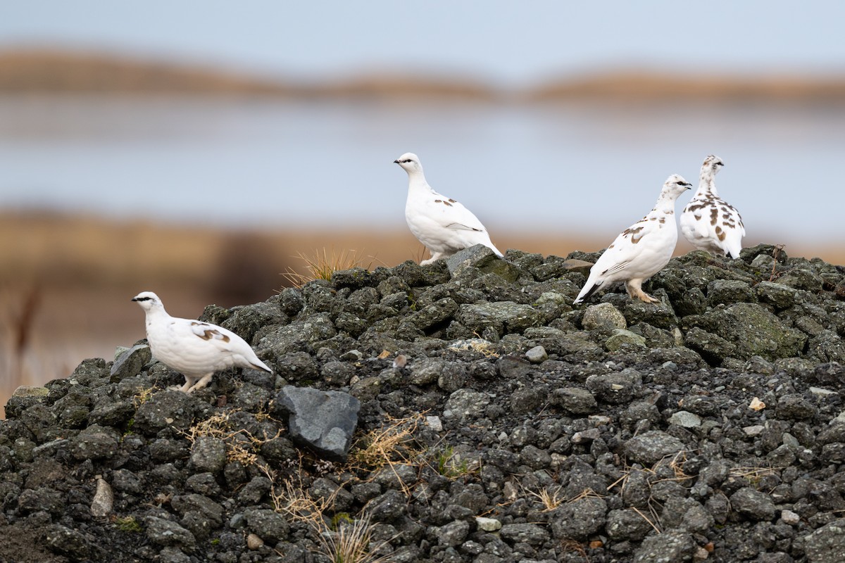 Тундровая куропатка - ML647270130