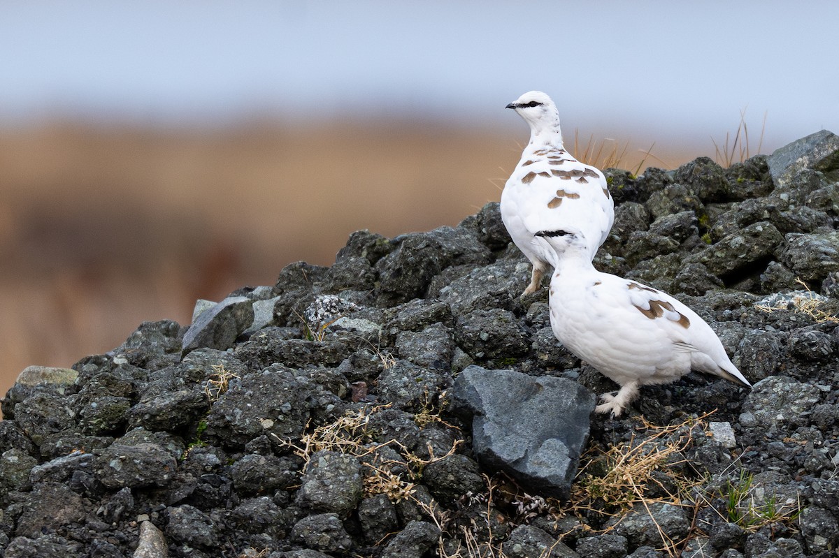 Тундровая куропатка - ML647270131