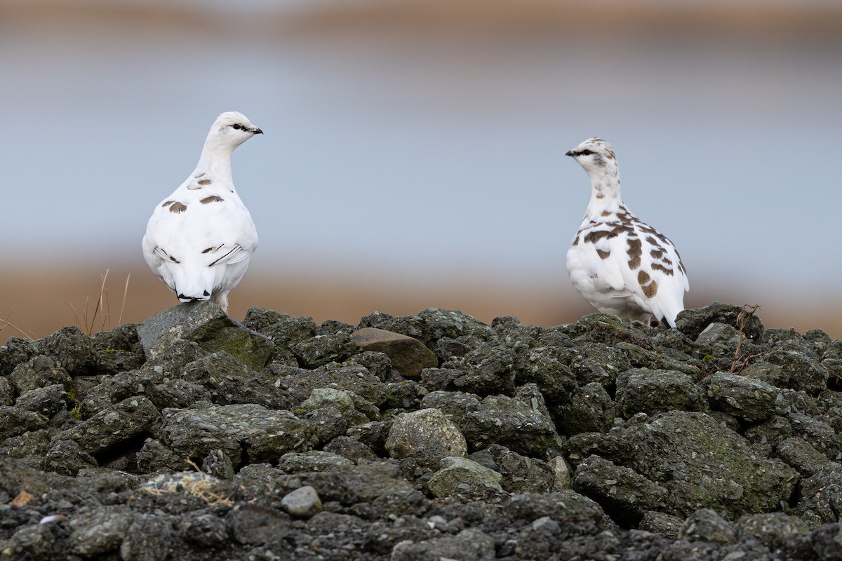 Тундровая куропатка - ML647270132