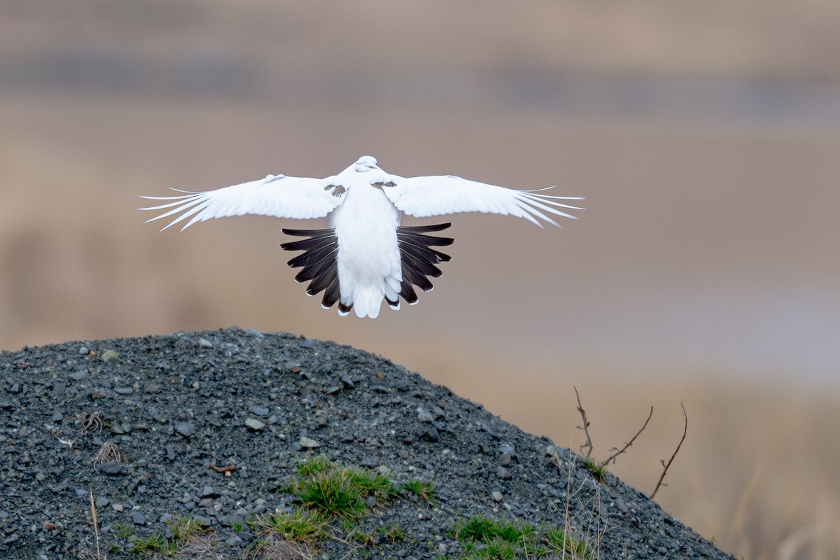 Тундровая куропатка - ML647270134