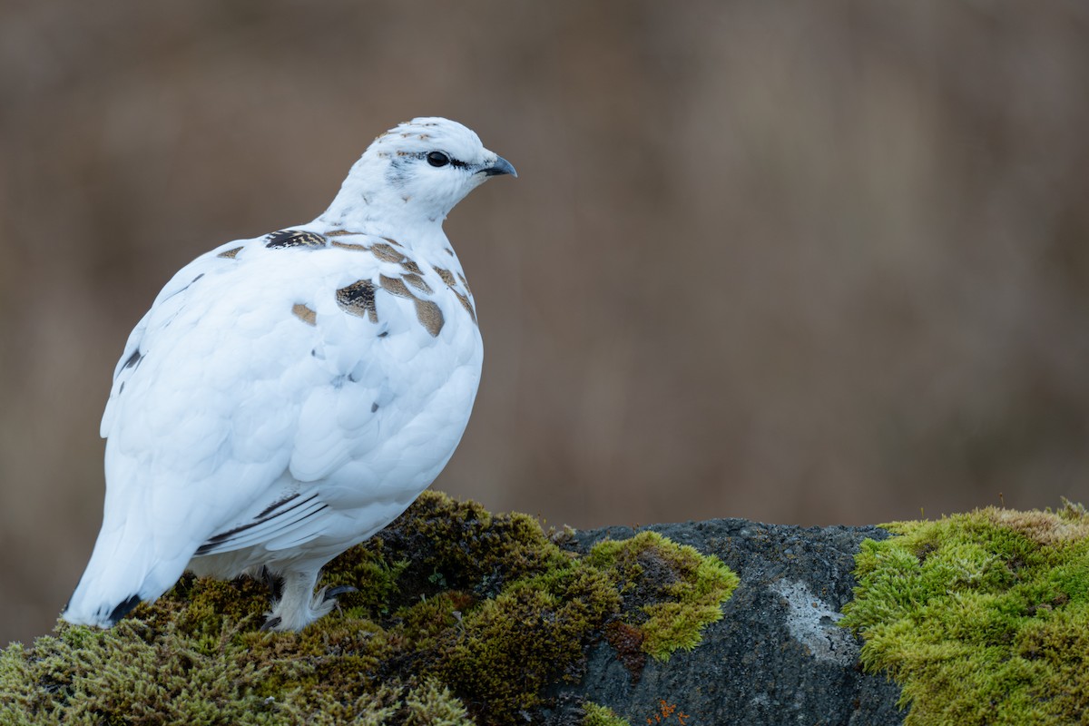 Тундровая куропатка - ML647270136