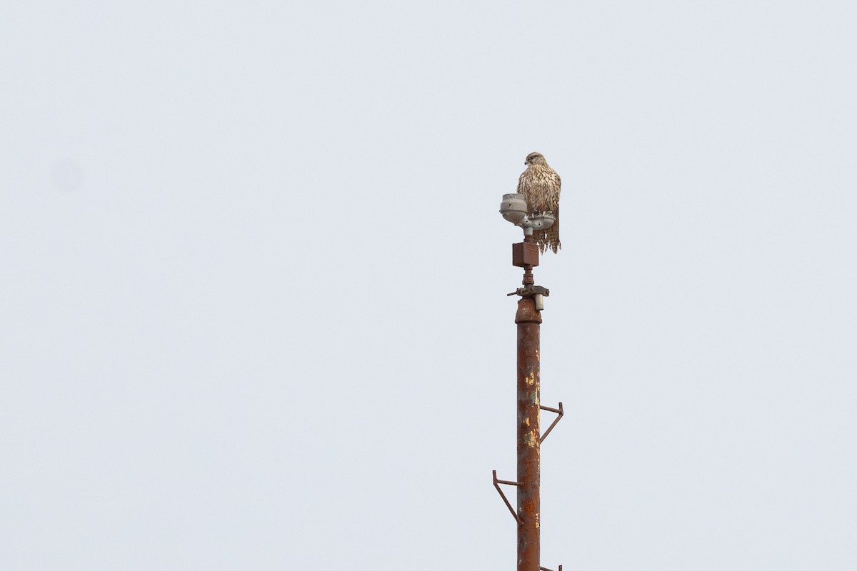 Gyrfalcon - ML647270140