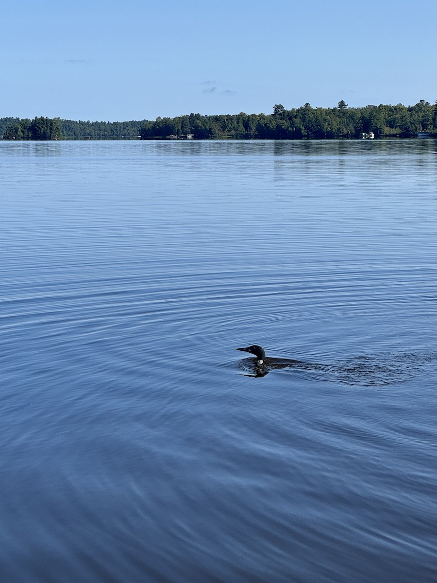 Common Loon - ML647270141