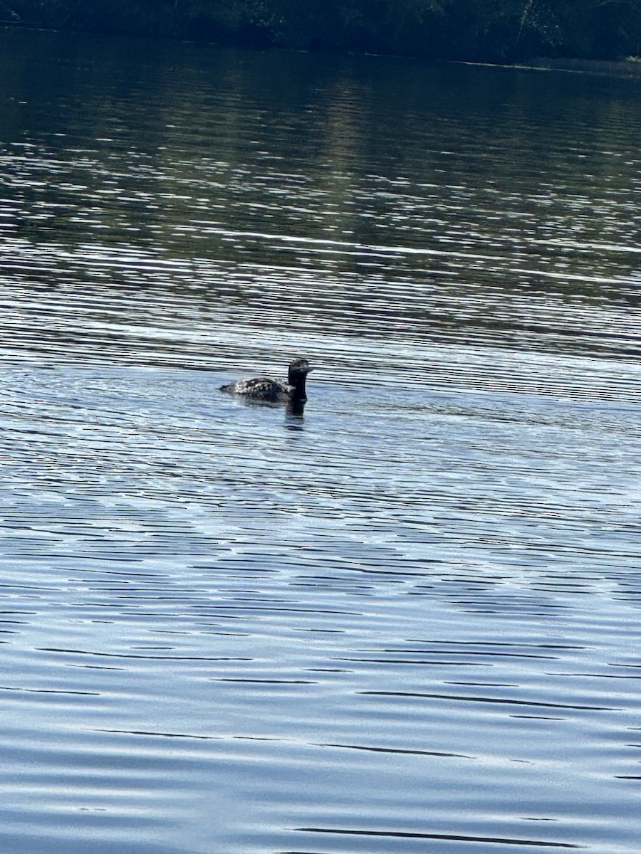 Common Loon - ML647270142