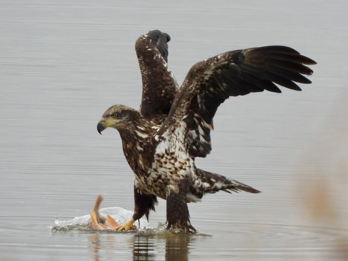 Bald Eagle - ML647270145