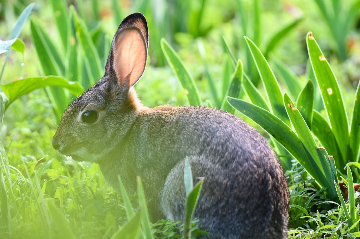 Desert Cottontail - ML647270148