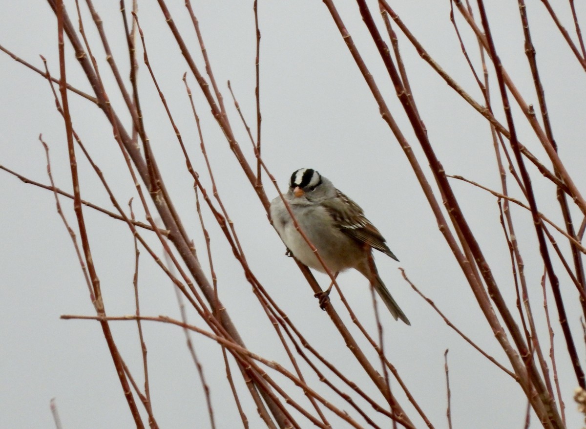 White-crowned Sparrow - ML647270149