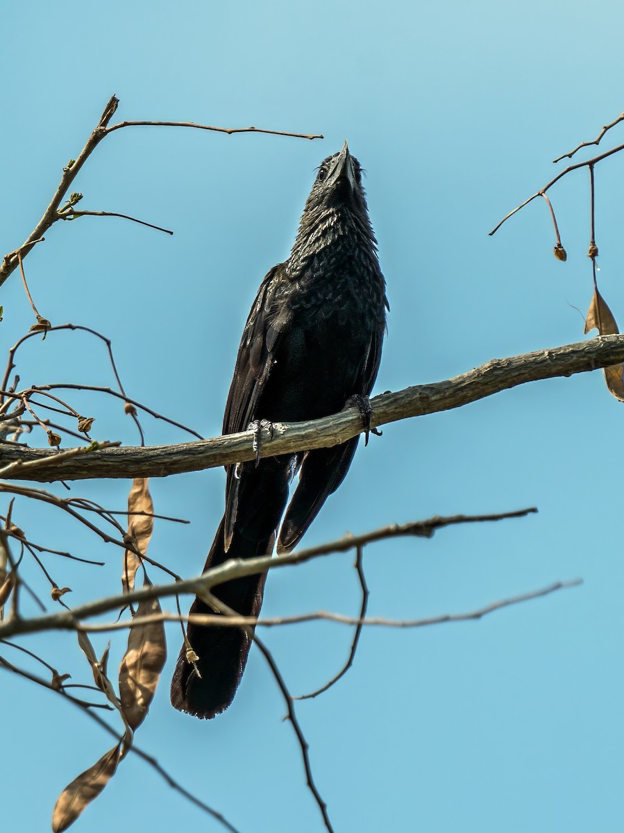 Smooth-billed Ani - ML647270150