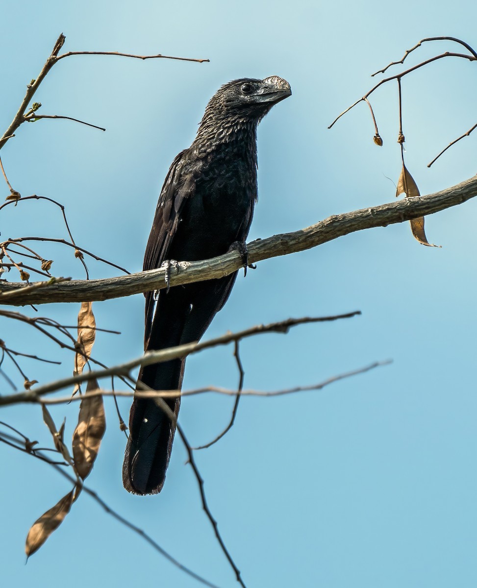 Smooth-billed Ani - ML647270151