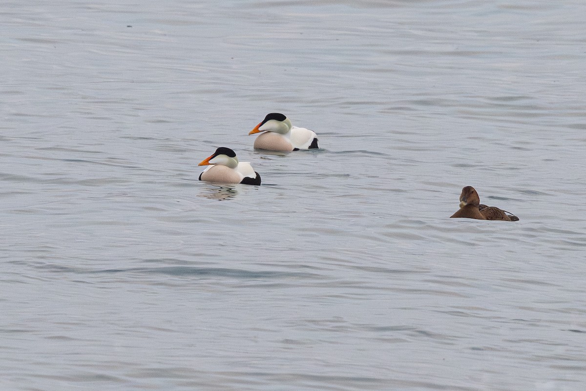 Common Eider - ML647270152