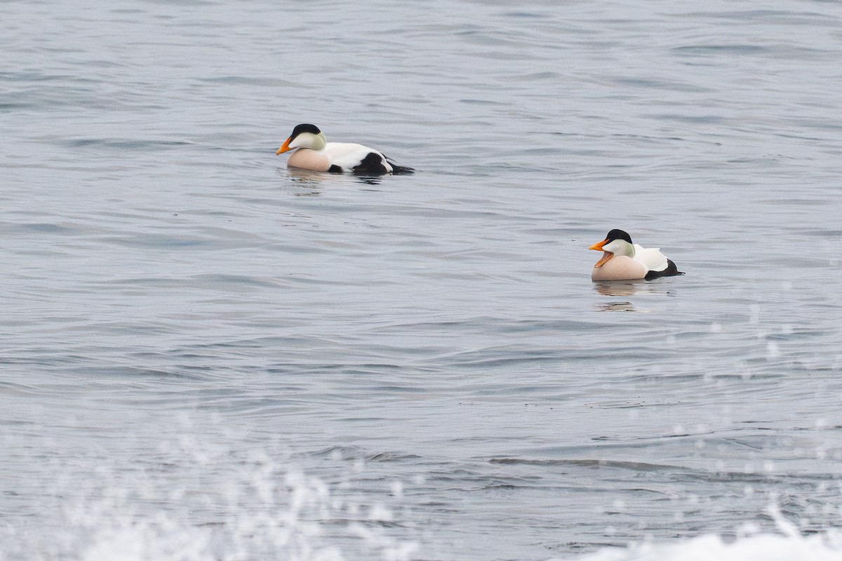 Common Eider - ML647270155