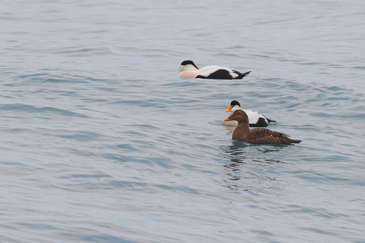 Common Eider - ML647270156