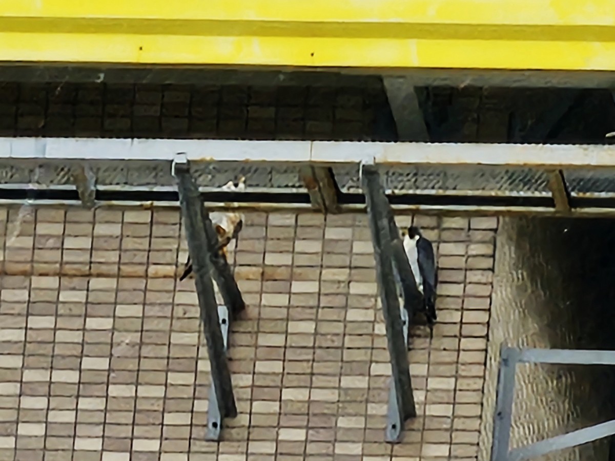 Peregrine Falcon - ML647270160