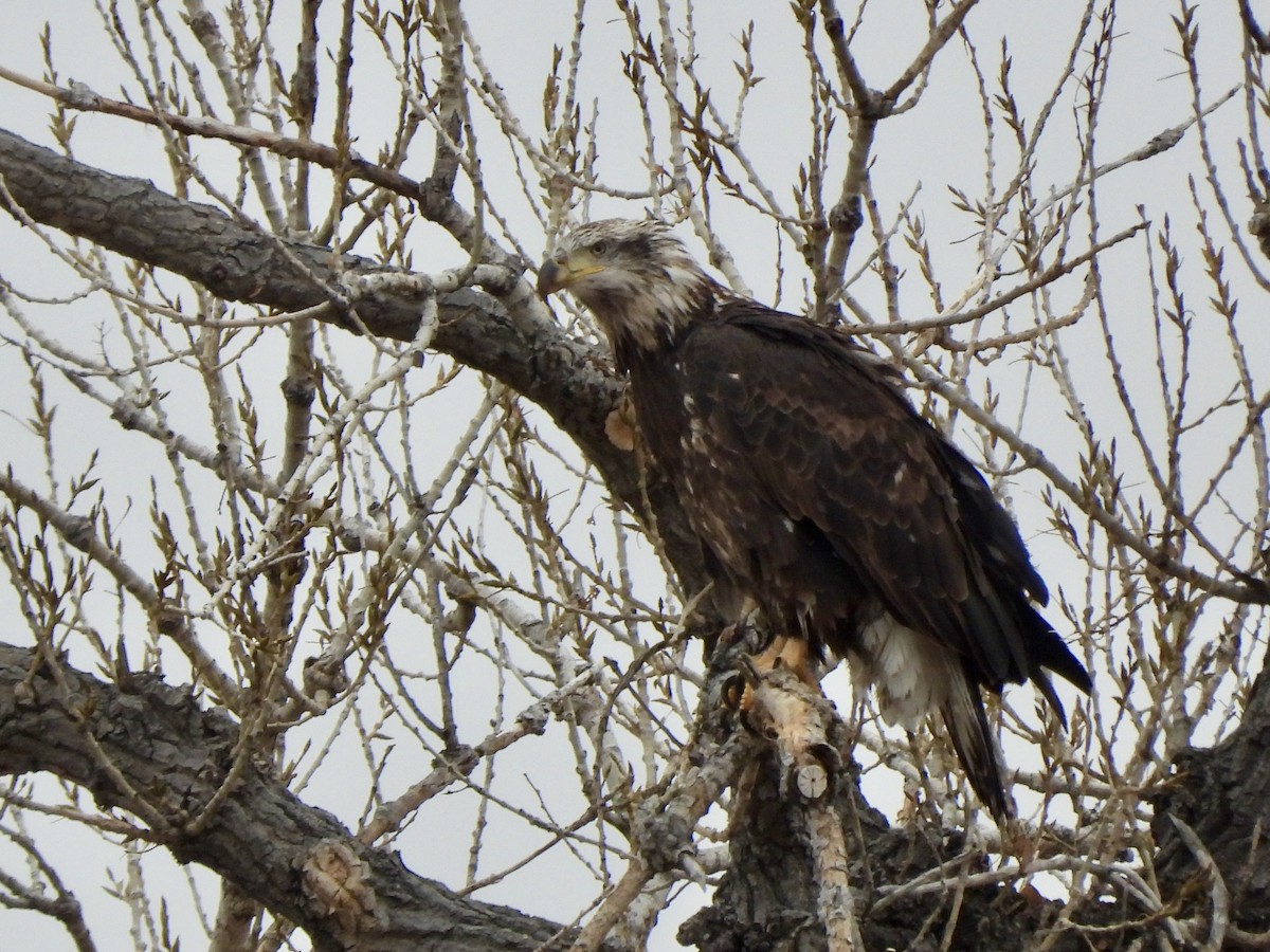 Bald Eagle - ML647270162