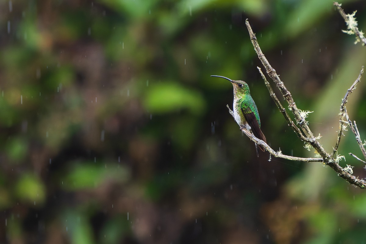 Mountain Velvetbreast - ML647270163