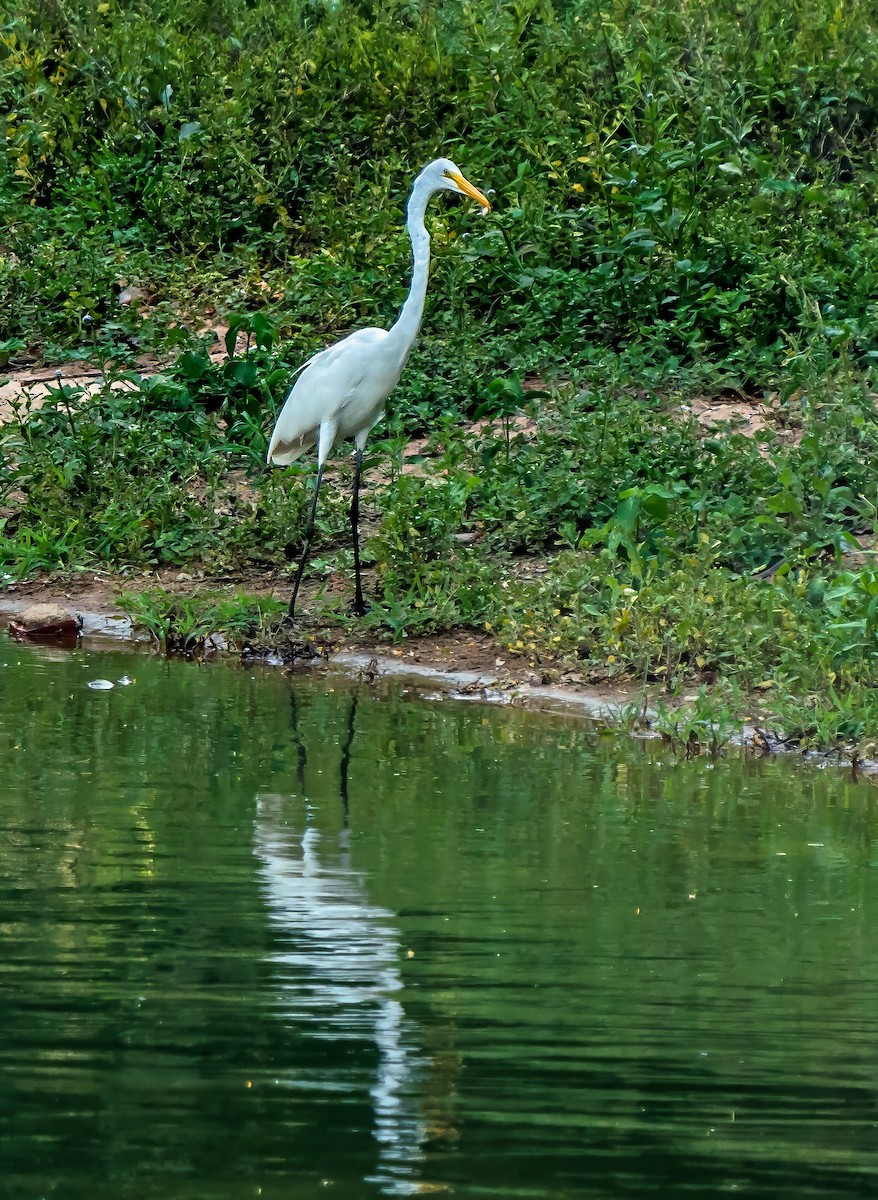 Garceta Grande - ML647270167