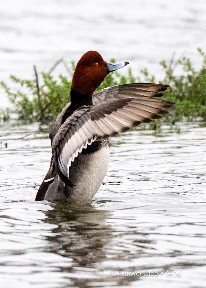 Porrón Americano - ML647270168