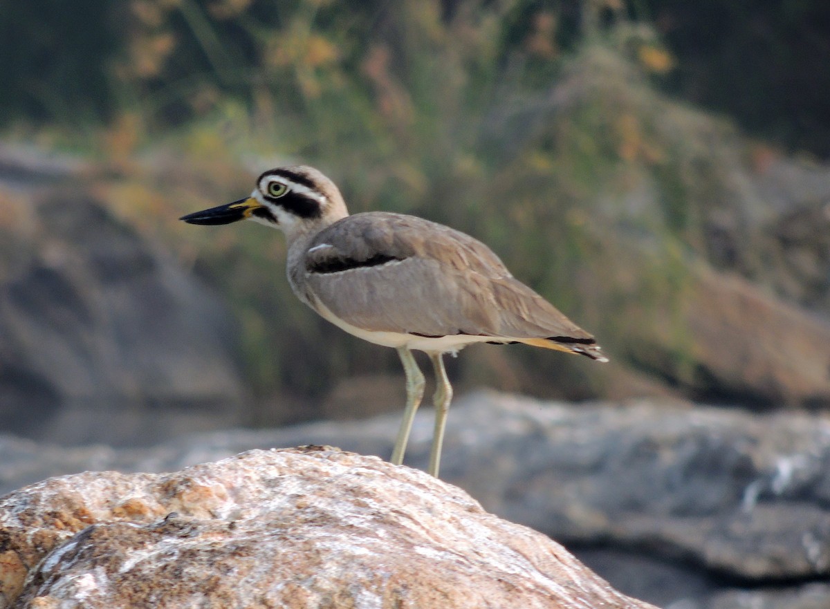 Alcaraván Piquigrueso Indio - ML647270172