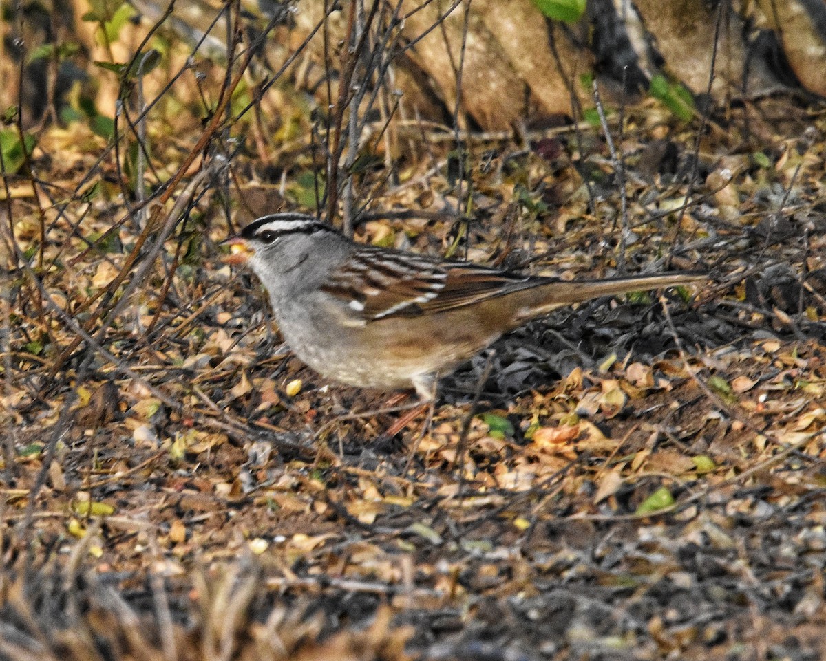 Chingolo Coroniblanco - ML647270173