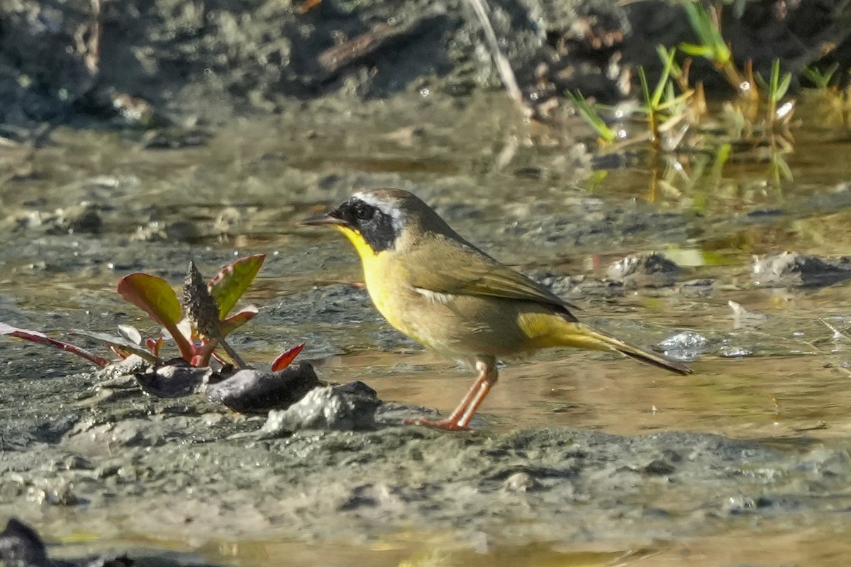 Mascarita Común - ML647270174
