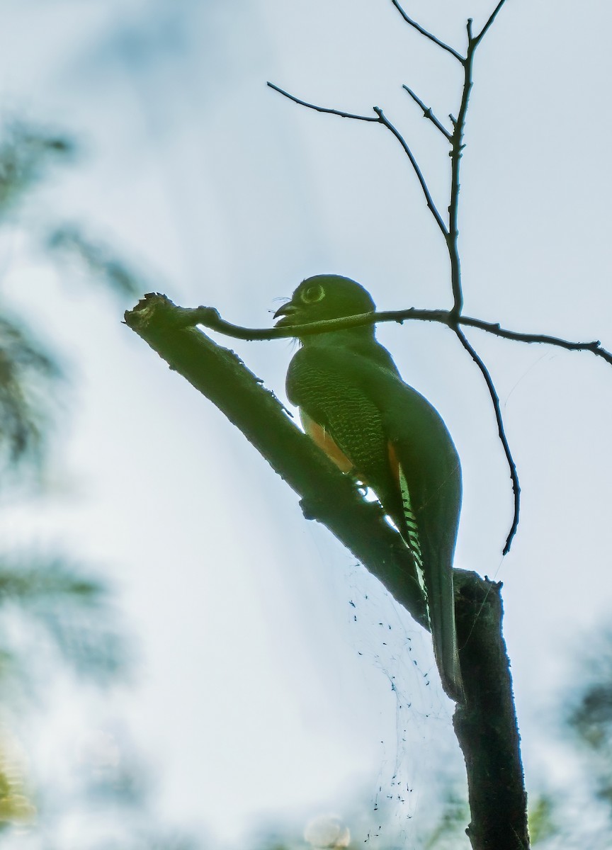 Trogón Curucuí - ML647270175