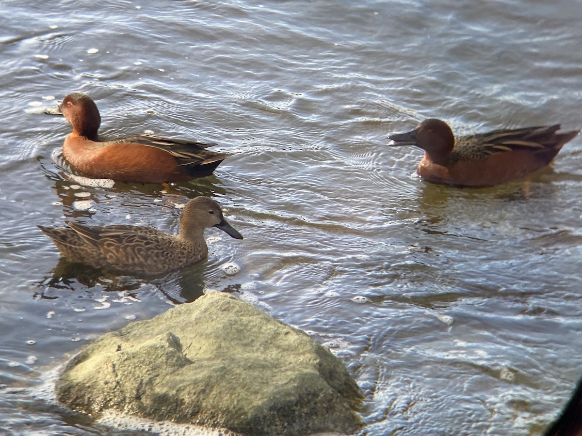 Cerceta Colorada - ML647270177